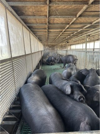 恒丰银行为新春“肉篮子”添“金”